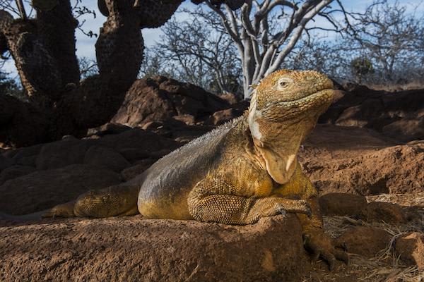 Endemic’s 5-Day Itinerary Day One - Galapagos Land Iguana.
