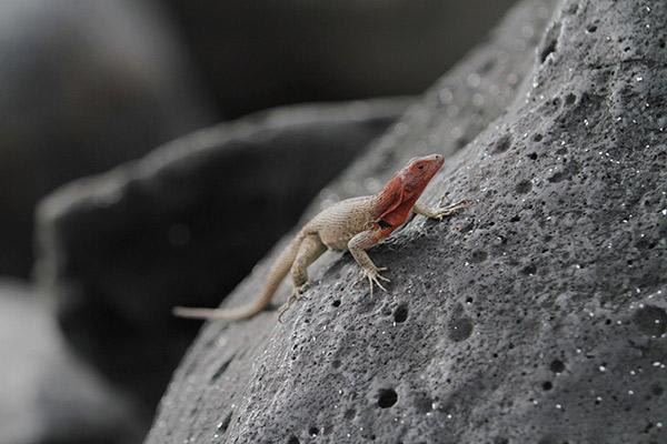 Ocean Spray's 5-Day Itinerary 'B' Day Three - Galapagos Lava Lizard.