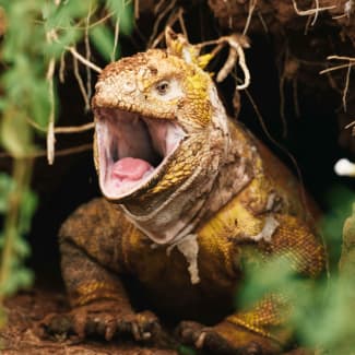 Iguana with open mouth
