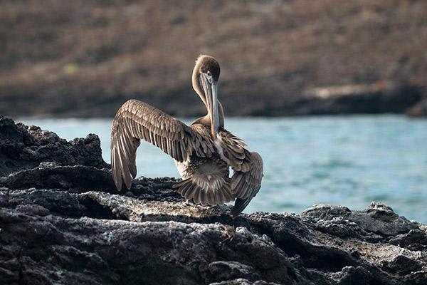Nemo III's 8-Day Northern Islands Itinerary Day Five - Pelican Sighting.