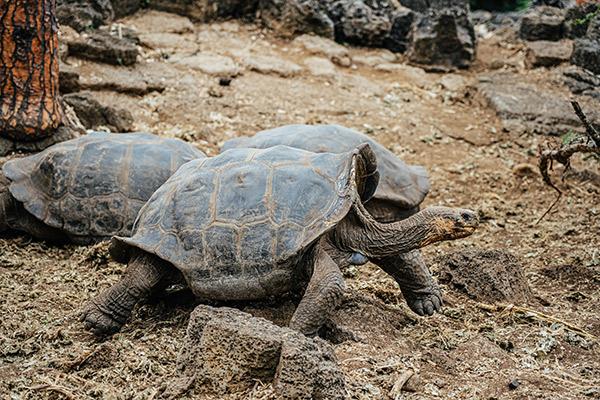 Nemo III's 4-Day Southern Islands Itinerary Day One - Charles Darwin Scientific Station.