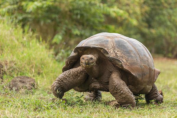 Seaman Journey’s 15-Day F Itinerary Day Eleven - Galapagos Tortoise Walking.