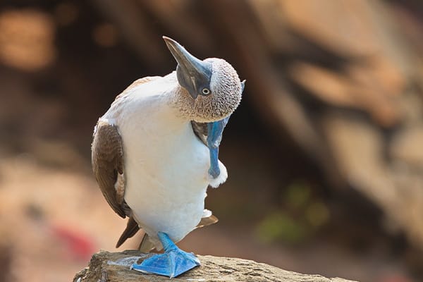 Galapagos Explorer - East