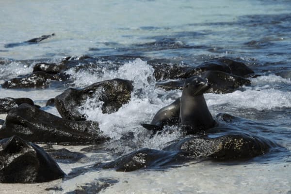 Galapagos Explorer - West