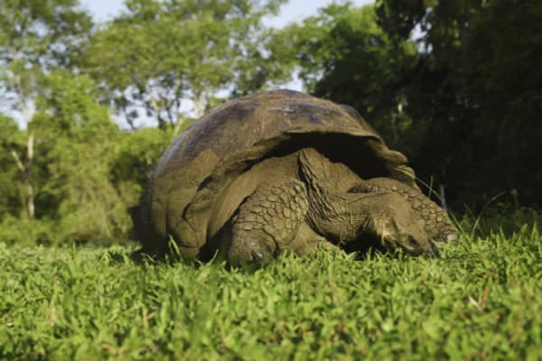 Galaxy Diver - Long Naturalist Cruise