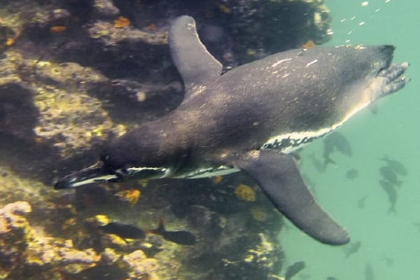 Galaxy Diver - Long Naturalist Cruise