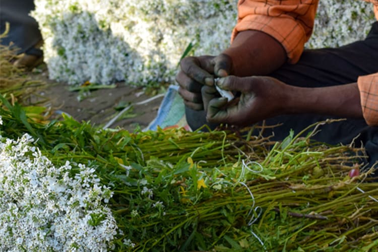 Ganga Vilas - Varanasi to Kolkata-10