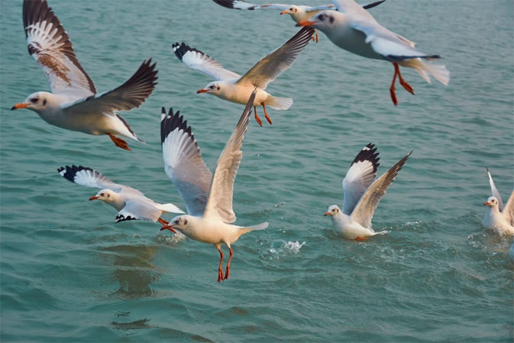 Ganga Vilas - Varanasi to Sivasagar-25