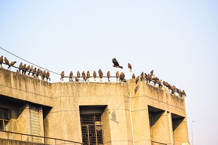 Ganga Vilas - Varanasi to Sivasagar-5