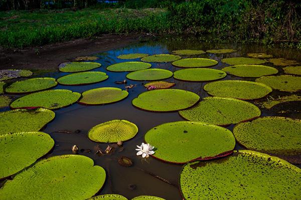Spondias 5-Day Itinerary Day Four -  Giant Victoria Water Lillies.