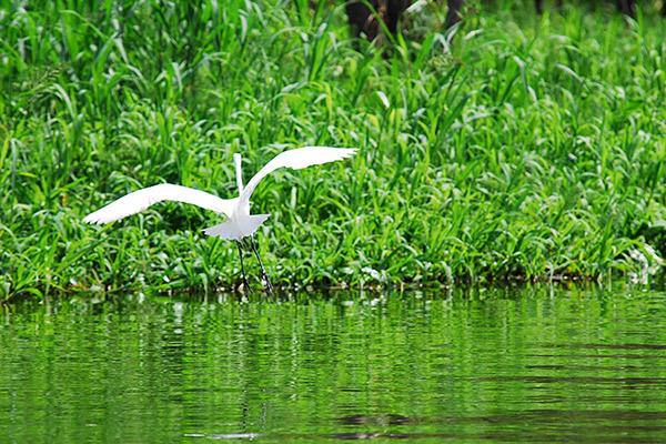 Aqua Nera’s 5-Day Itinerary Day Two - Great Egret.