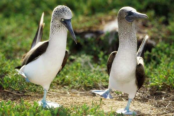 Hermes - Central & Northern Islands