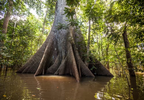 A,Sumauma,Tree,(ceiba,Pentandra),With,More,Than,40