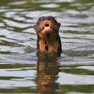 Otter in the water