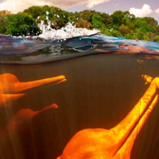 Pink Dolphins uner water