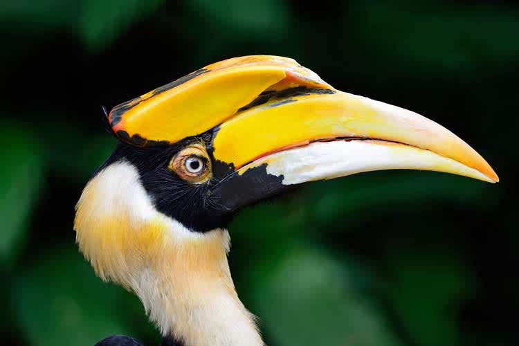 Kalaw Pandaw - The Lower Ganges & Brahmaputra River - Day 11