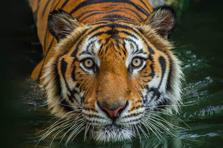 Kalaw Pandaw - The Lower Ganges & Brahmaputra River - Day 12