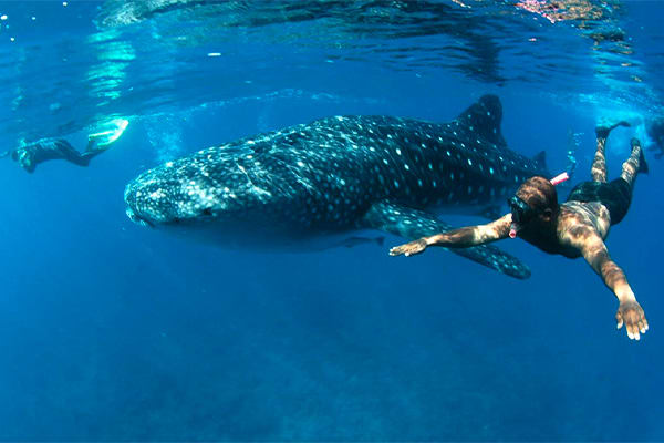 Kontiki - Island Odyssey R2