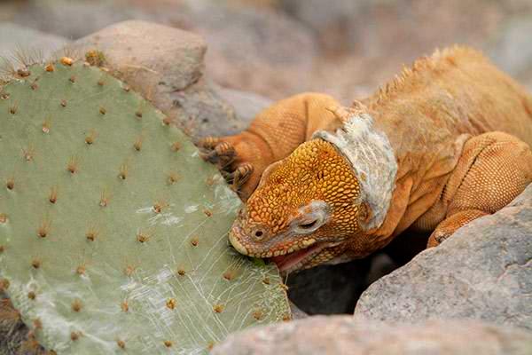 Elite’s 8-Day Itinerary 'A' Day Two - Land Iguana eating Cactus.