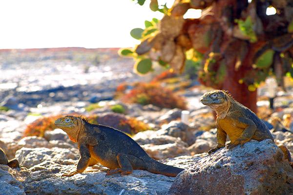 Nemo III's 4-Day Southern Islands Itinerary Day Two - Land Iguanas at South Plaza.