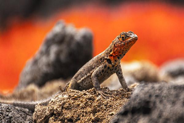 Bonita’s 5-Day Northern Itinerary Day Four - Lava lizard sighting.