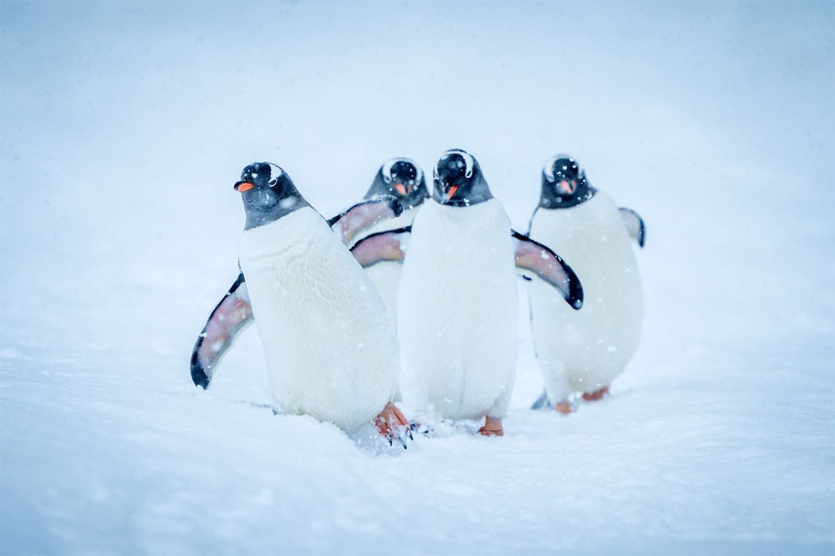 Magellan Explorer - Patagonia & Chilean Fjords (Southbound)