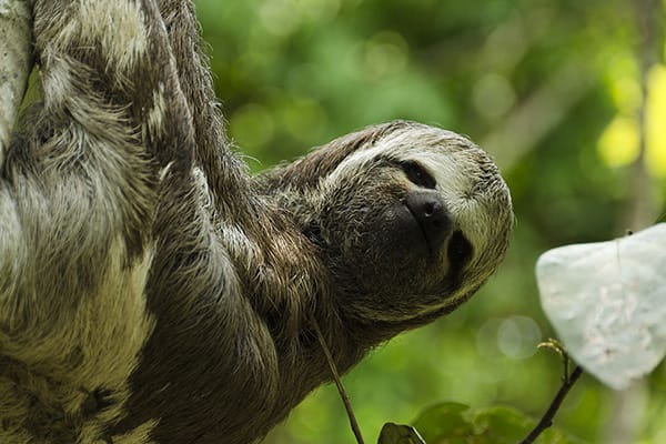 Manakin River Boat - Expedition Cruise