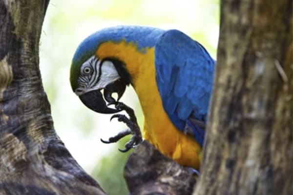 Manakin River Boat - Expedition Cruise