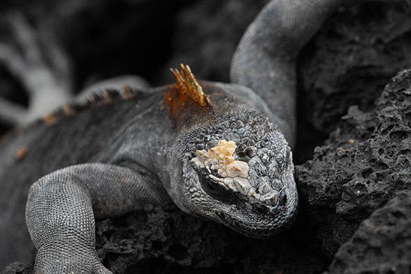 Bonita’s 7-Day Western Itinerary Day Three - Marine Iguana.