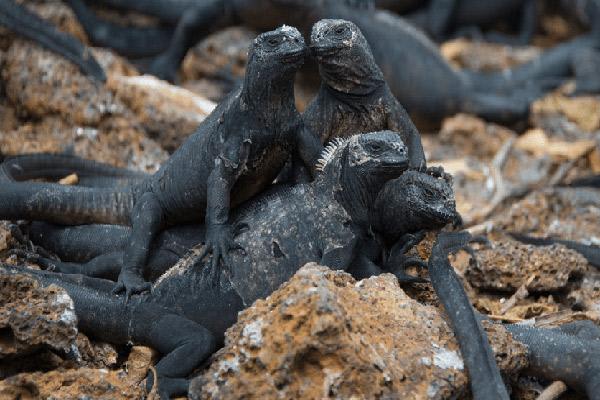 Seaman Journey’s 15-Day F2 Itinerary Day Eight - Marine Iguanas.
