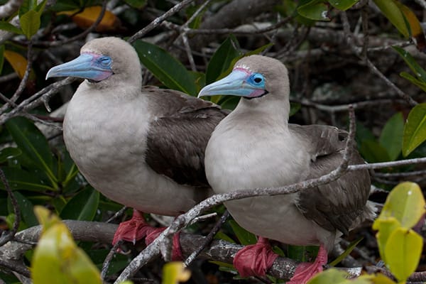 Monserrat Yacht  - Northern Islands