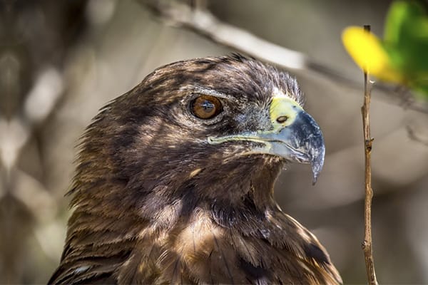 Monserrat Yacht  - Southern Islands