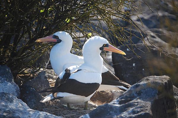 Endemic’s 8-Day 'A' Itinerary Day Seven - Nazca Boobies.