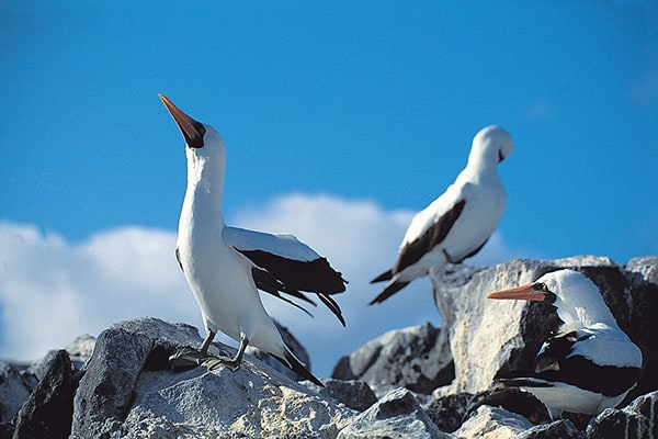 Isabela II’s 5-Day Western Itinerary Day Five - Nazca Booby Sighting.