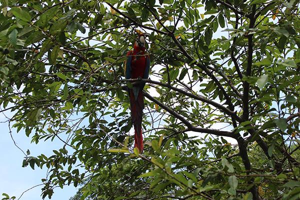 Agua Marina’s 8-Day Bird Watching Itinerary Day Five - Parrot in the trees.