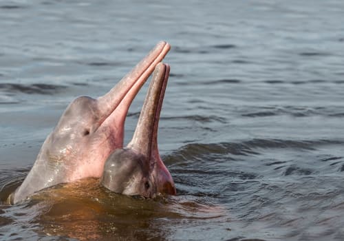 Couple Of Pink River Dolphins