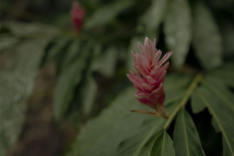 Pure Amazon - 4-Night Itinerary