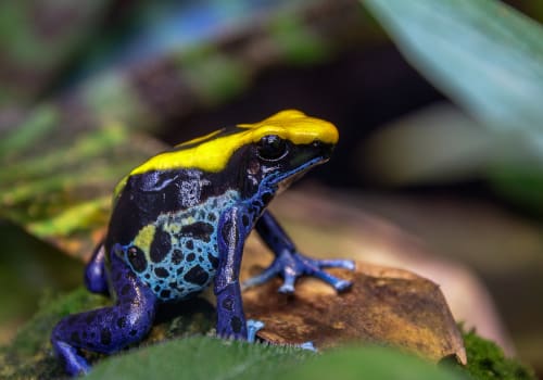 Blue And Yellow Brazilian Dyeing Poison