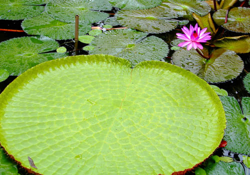 Amazonian Big Water Lily, View Of A Leaf Of Victoria