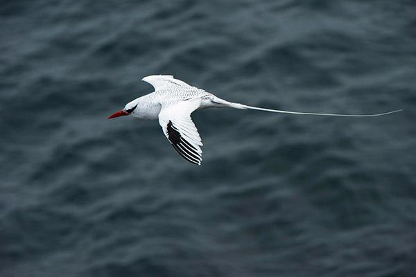 Seaman Journey’s 15-Day F2 Itinerary Day Fourteen - Red-Billed Tropicbird. 