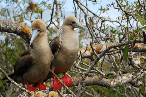 Grand Majestic’s 8-Day Itinerary A Day Five - Red-Footed Boobies.