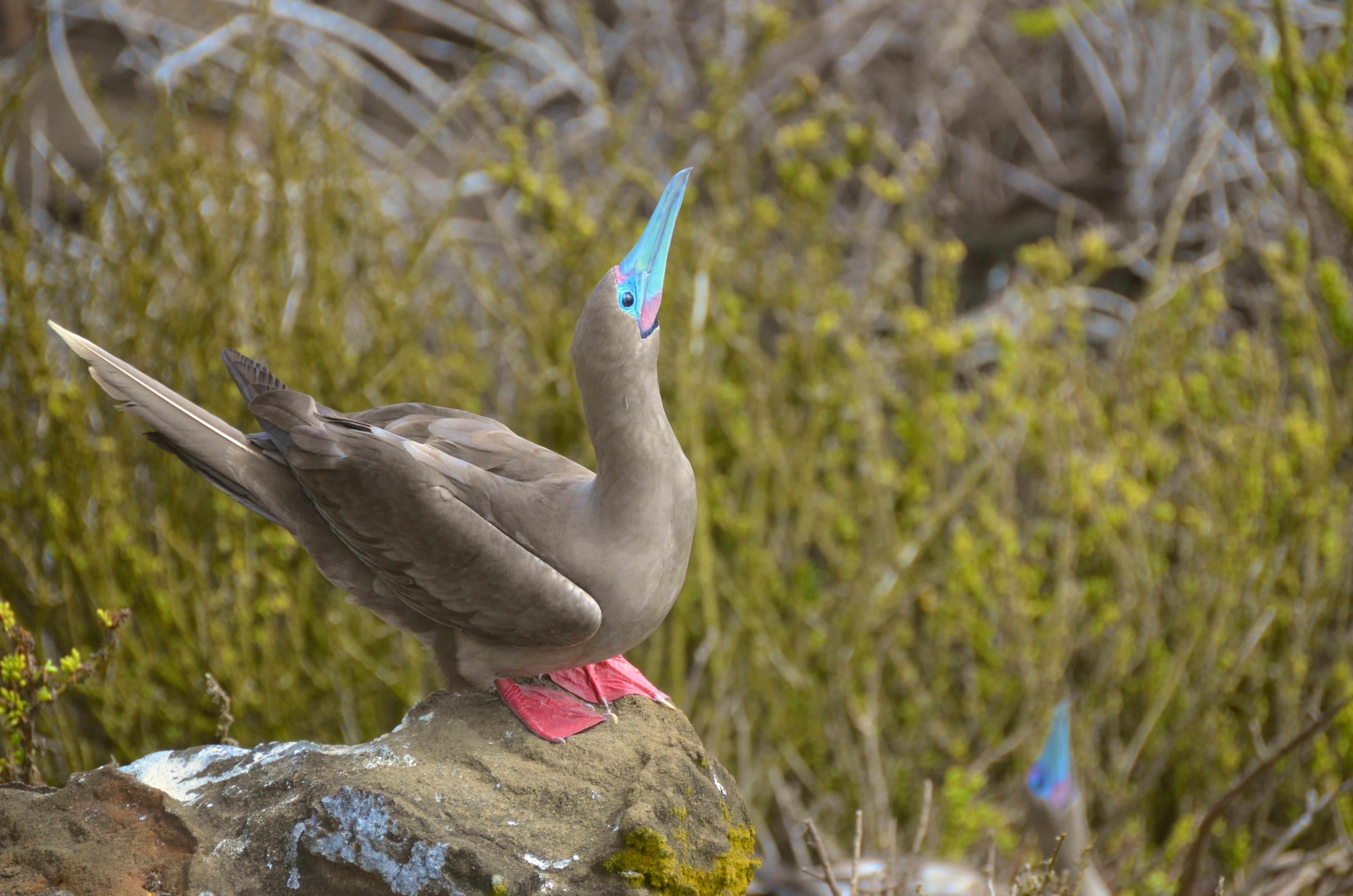 Nemo III's 8-Day Northern Islands Itinerary Day Two - Red-Footed Booby.