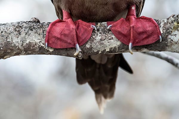 Calipso’s 8-Day Naturalist Itinerary Day One - Embarkation.