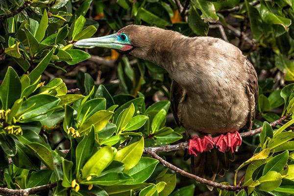 Origin's 15-Day Itinerary 'B+A' Day Two - Red-Footed Booby Sighting.