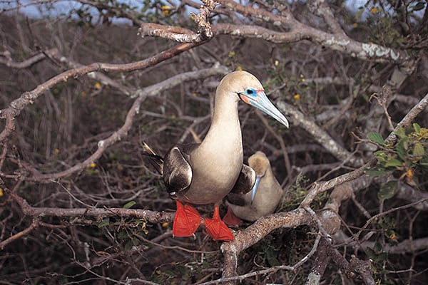 Isabela II’s 5-Day Northern Itinerary Day Three - Red-Footed Booby Sighting.