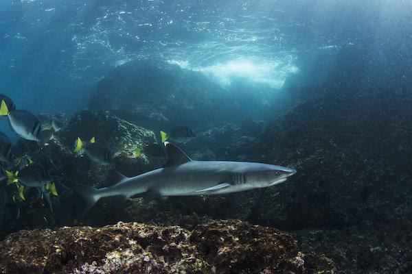 Integrity's 8-Day Western Islands Itinerary Day Six - Reef Sharks.