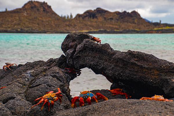 Endemic’s 6-Day 'F' Itinerary Day Six - Sally-Lightfoot Crabs.