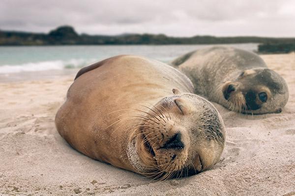 Nemo III's 5-Day Southern Islands Itinerary Day Two - Sea Lions Napping on the Beach.