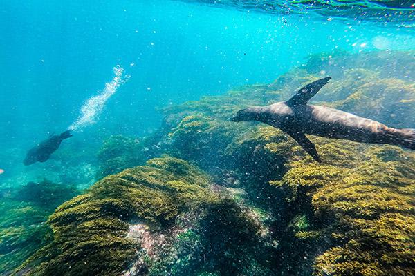 Elite’s 5-Day Itinerary Day Three - Sea Lions.