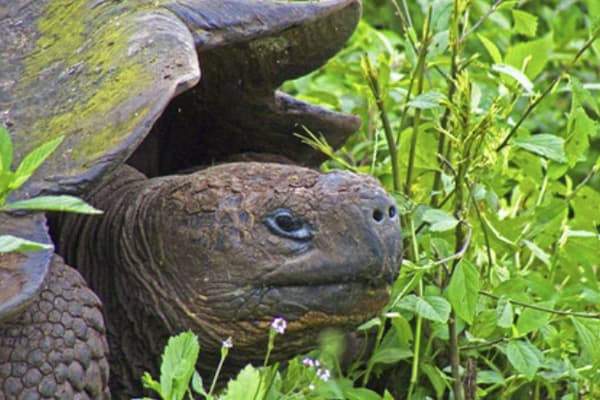 Seaman Journey - 5-day Cruise 